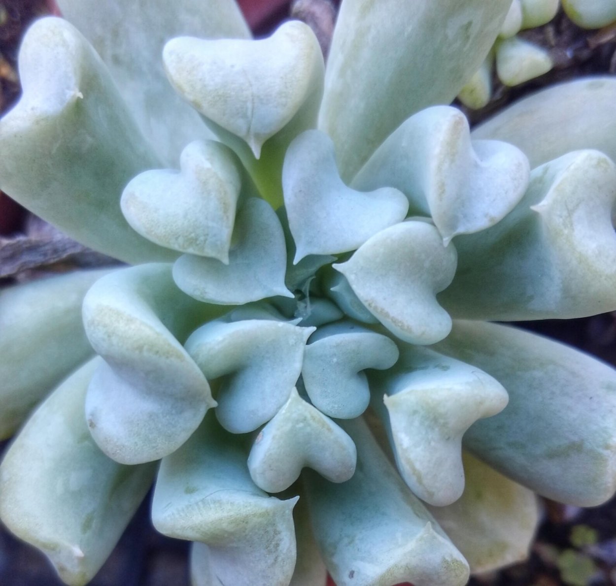 Эхеверия Topsy Turvy