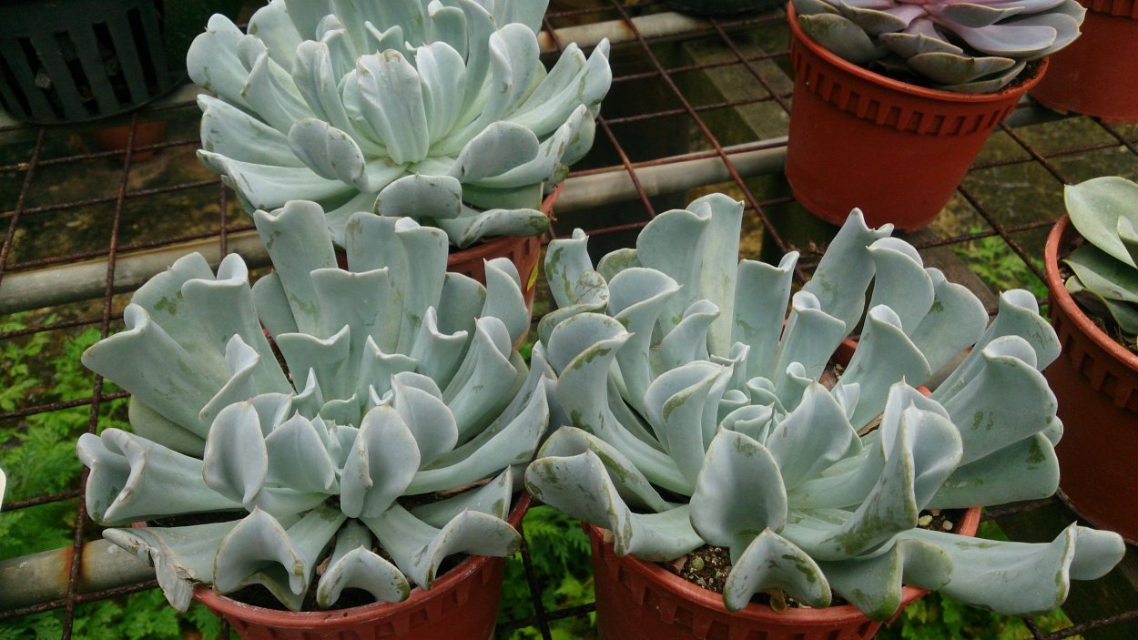 Echeveria runyonii Topsy Turvy