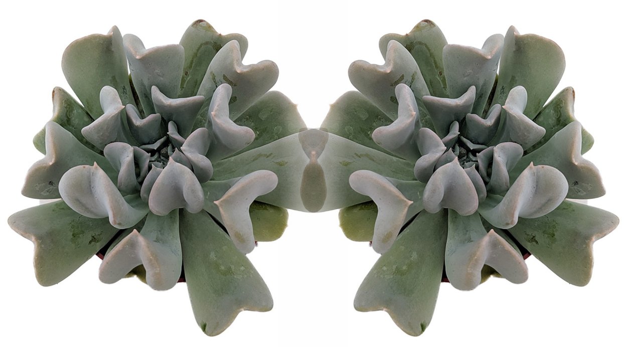 Эхеверия Топси турви в горшке на белом фоне