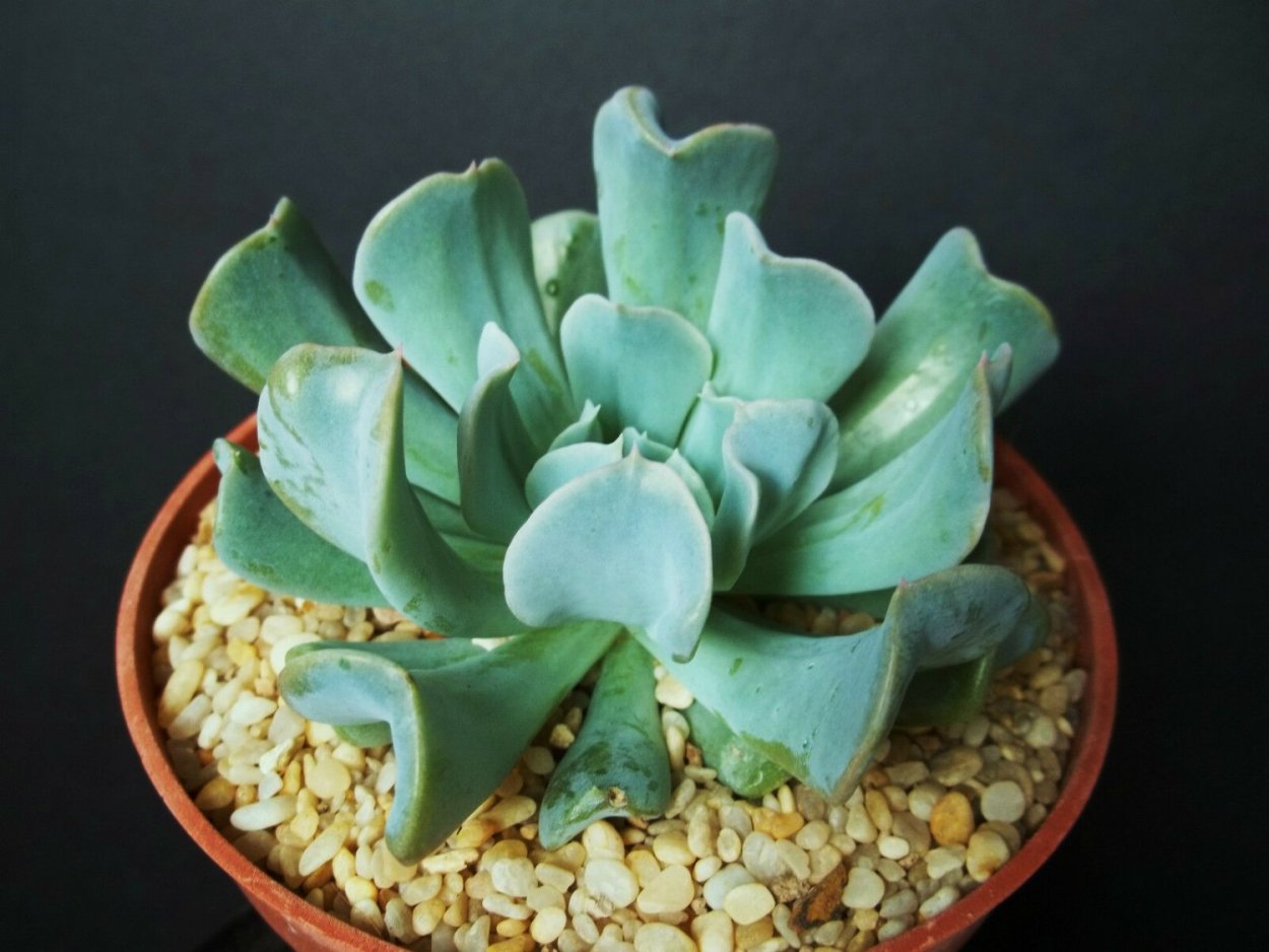 Echeveria runyonii Topsy Turvy