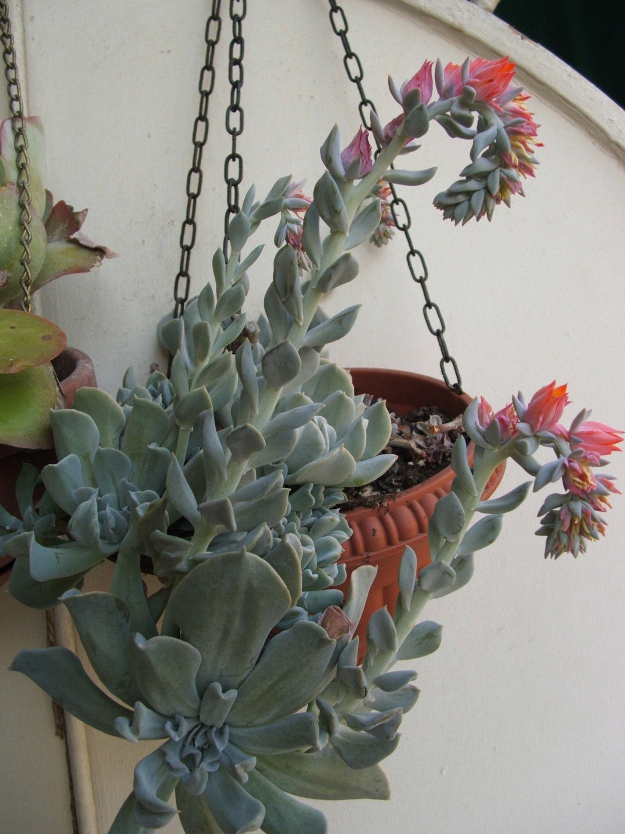 Эхеверия ампельная