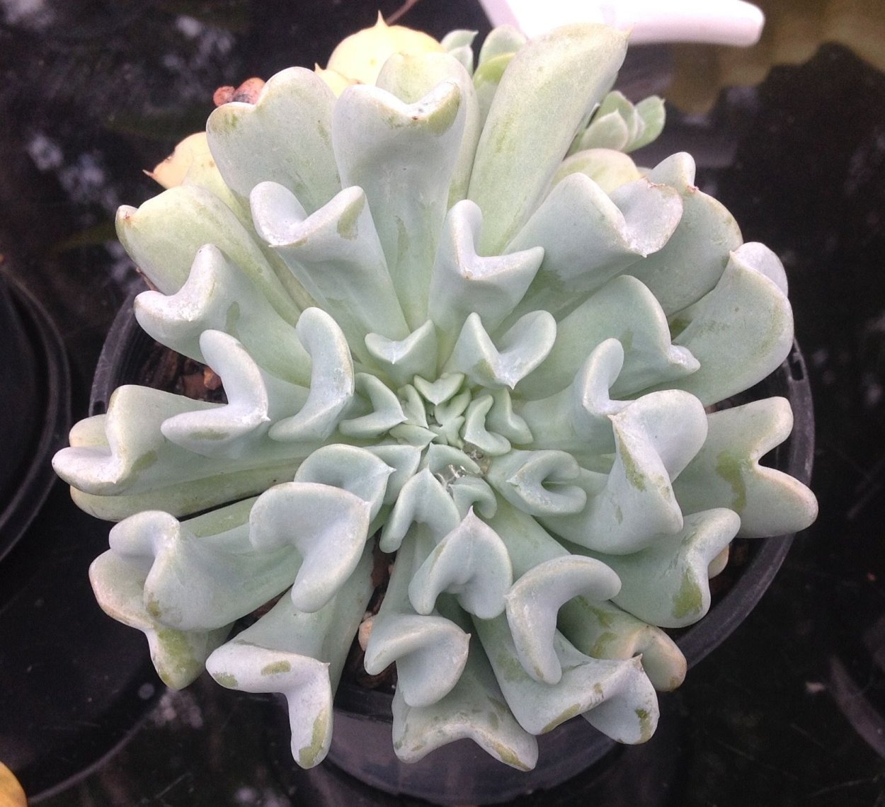 Echeveria runyonii