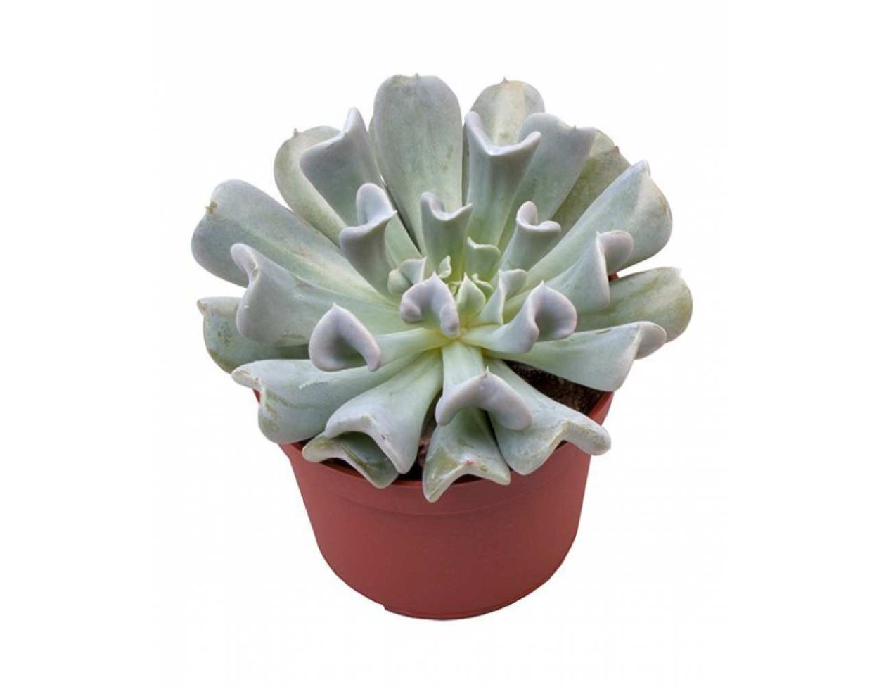 Echeveria crispes/Эчеверия Криспес