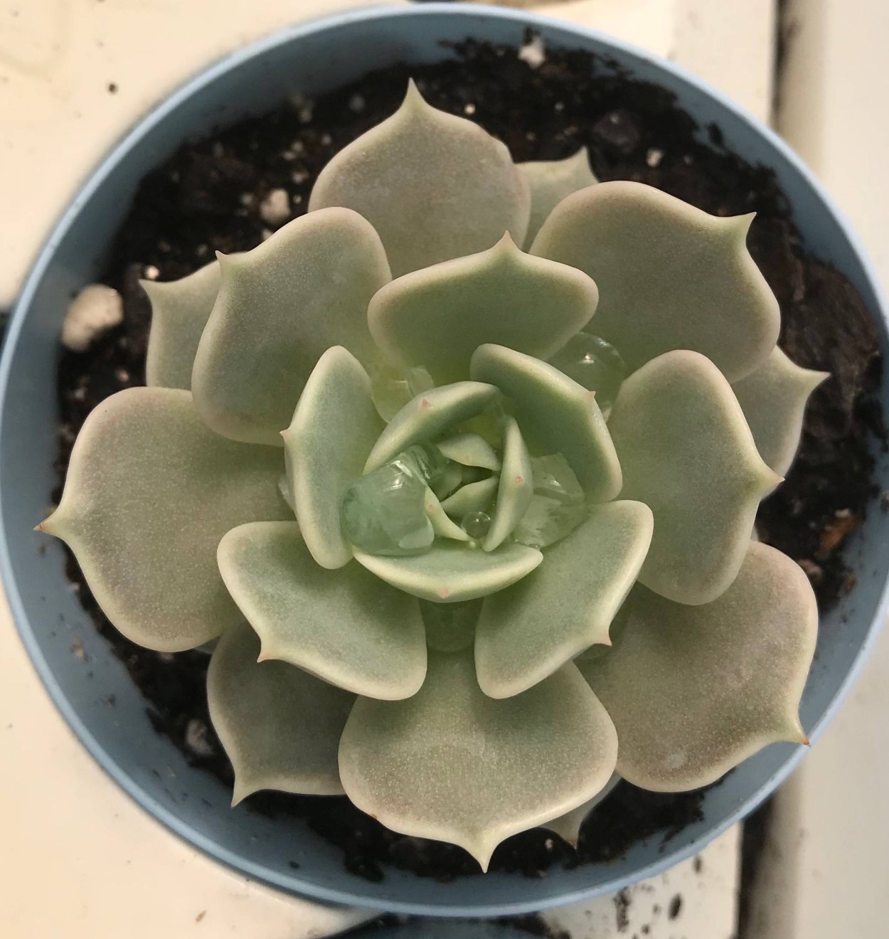 Эхеверия Руниони