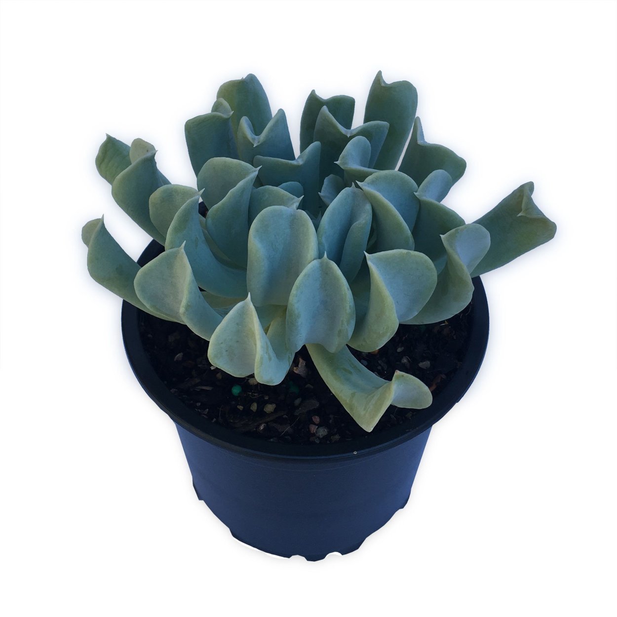 Эхеверия runyonii