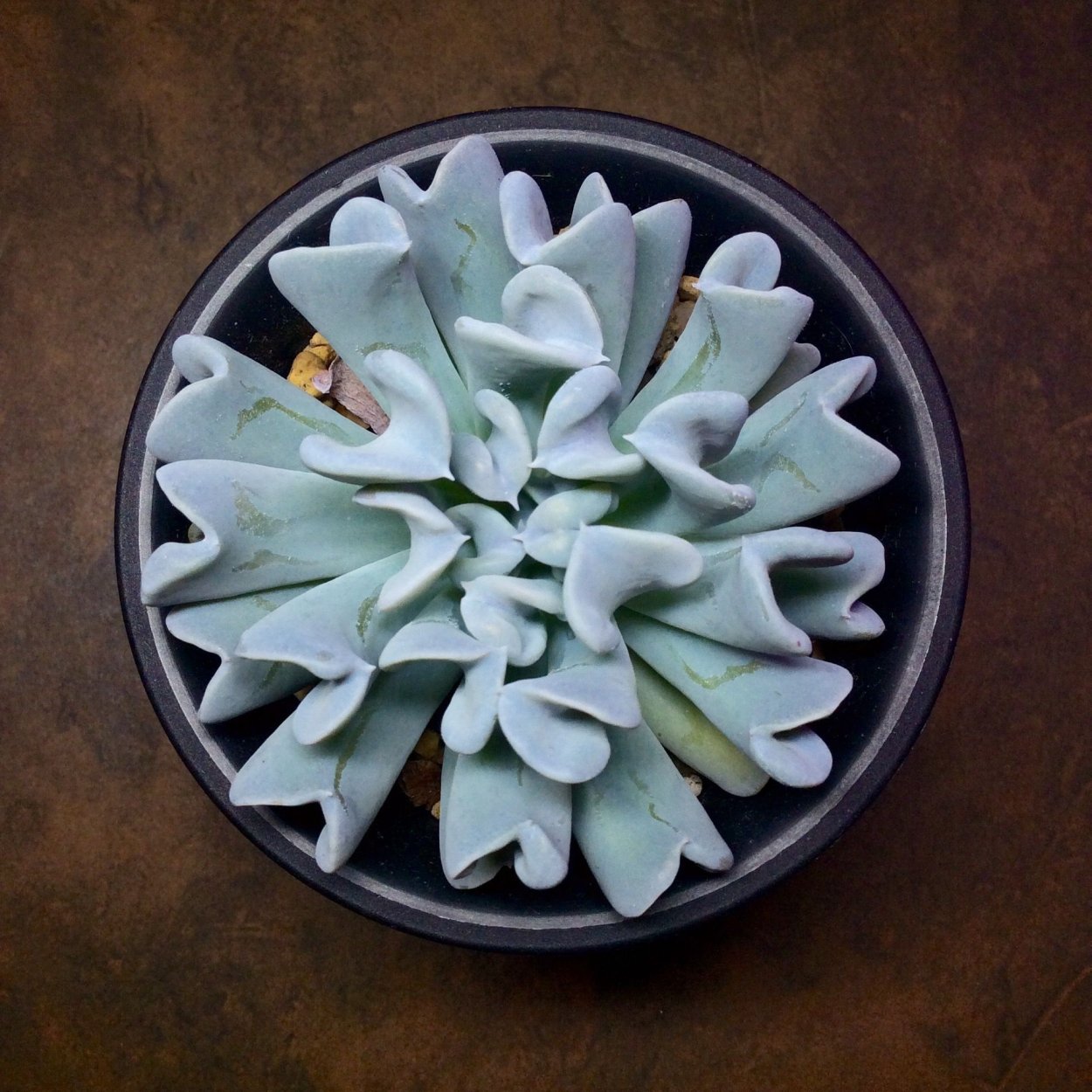 Эхеверия Topsy Turvy