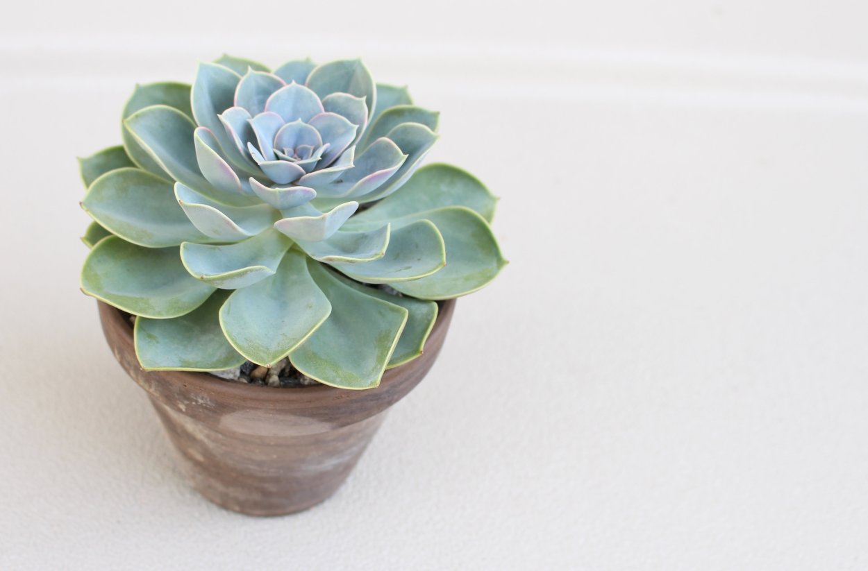 Echeveria 'Green Pearl'