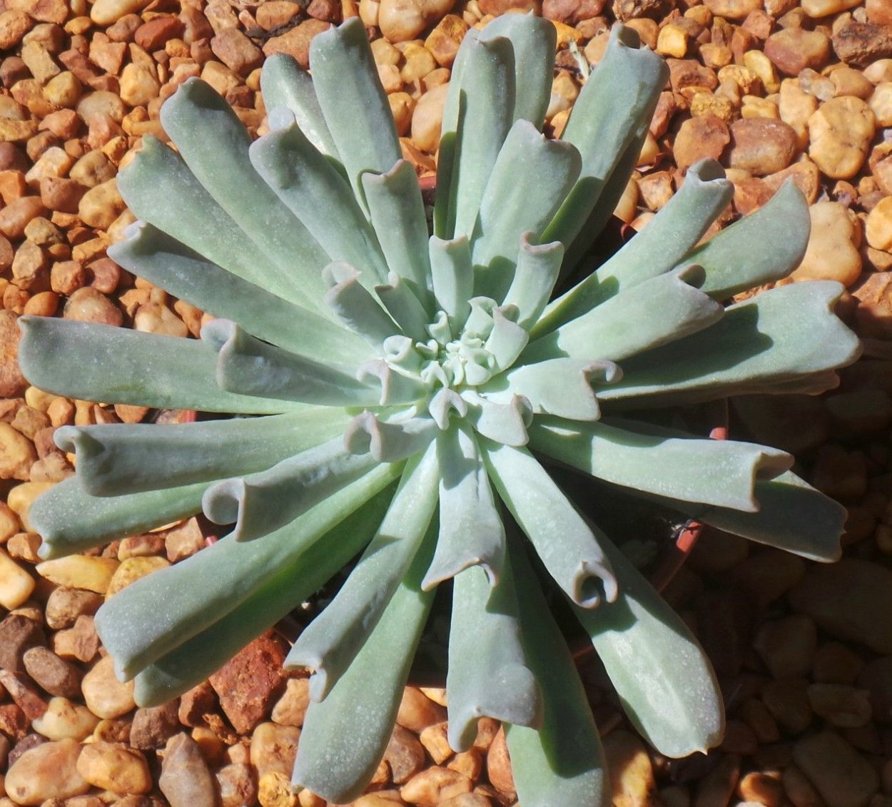 Топси турви суккулент