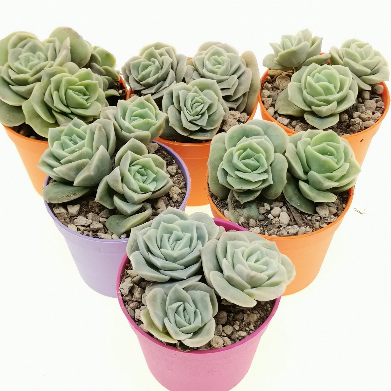 Эхеверия Лавли Роуз