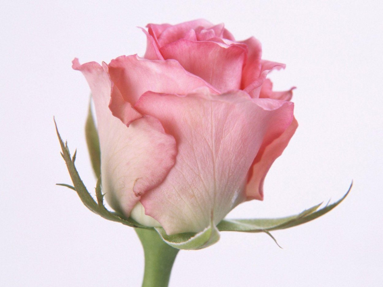 Роза ноблесс - 64 фото