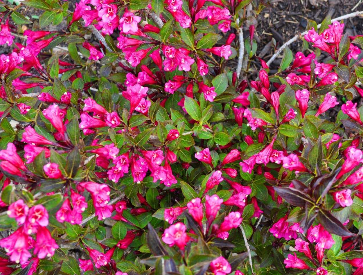 Вейгела кустарник