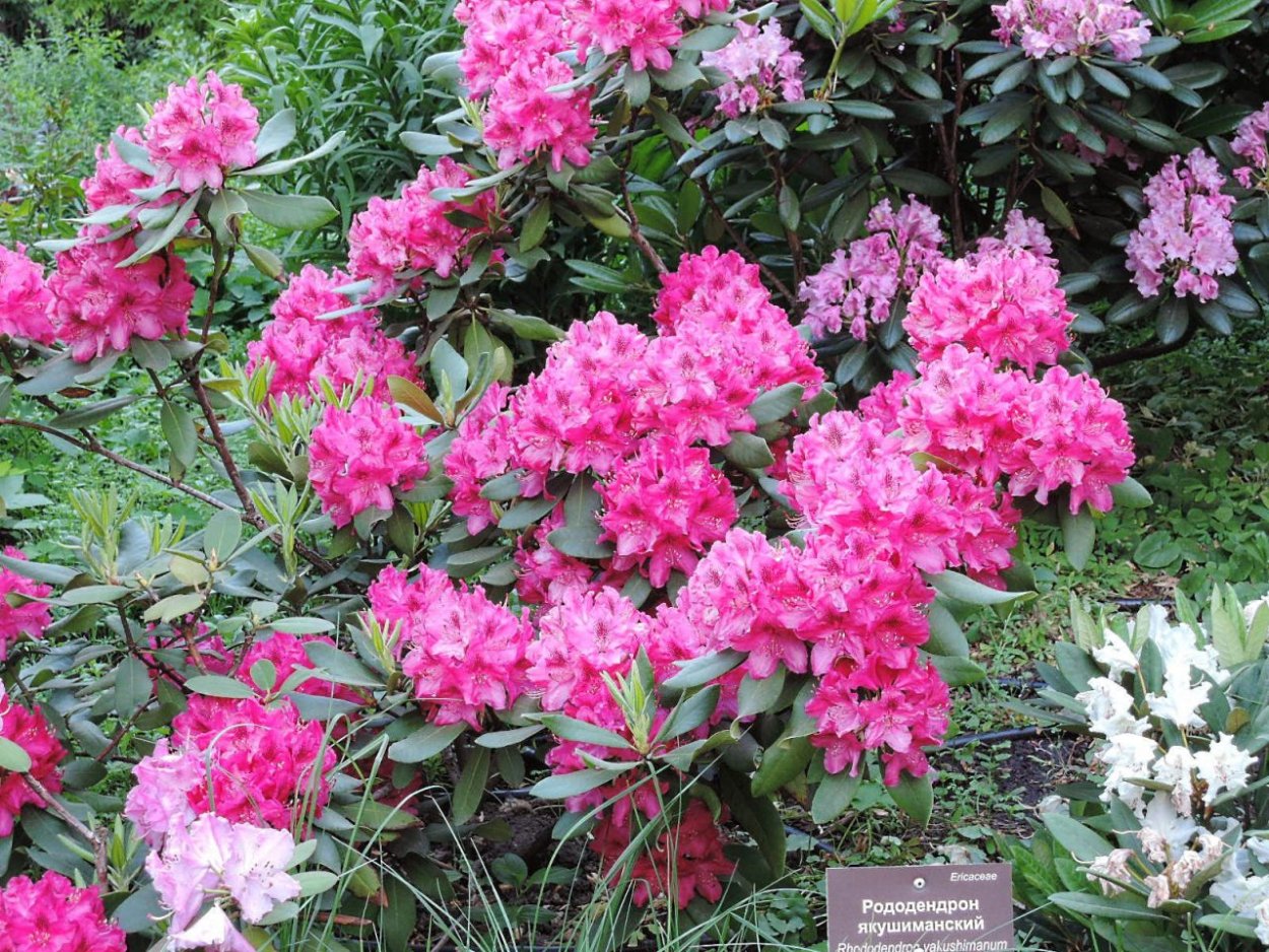 Рододендрон Императорский Ронни