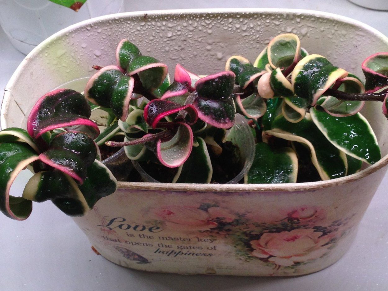 Карноза Марианна