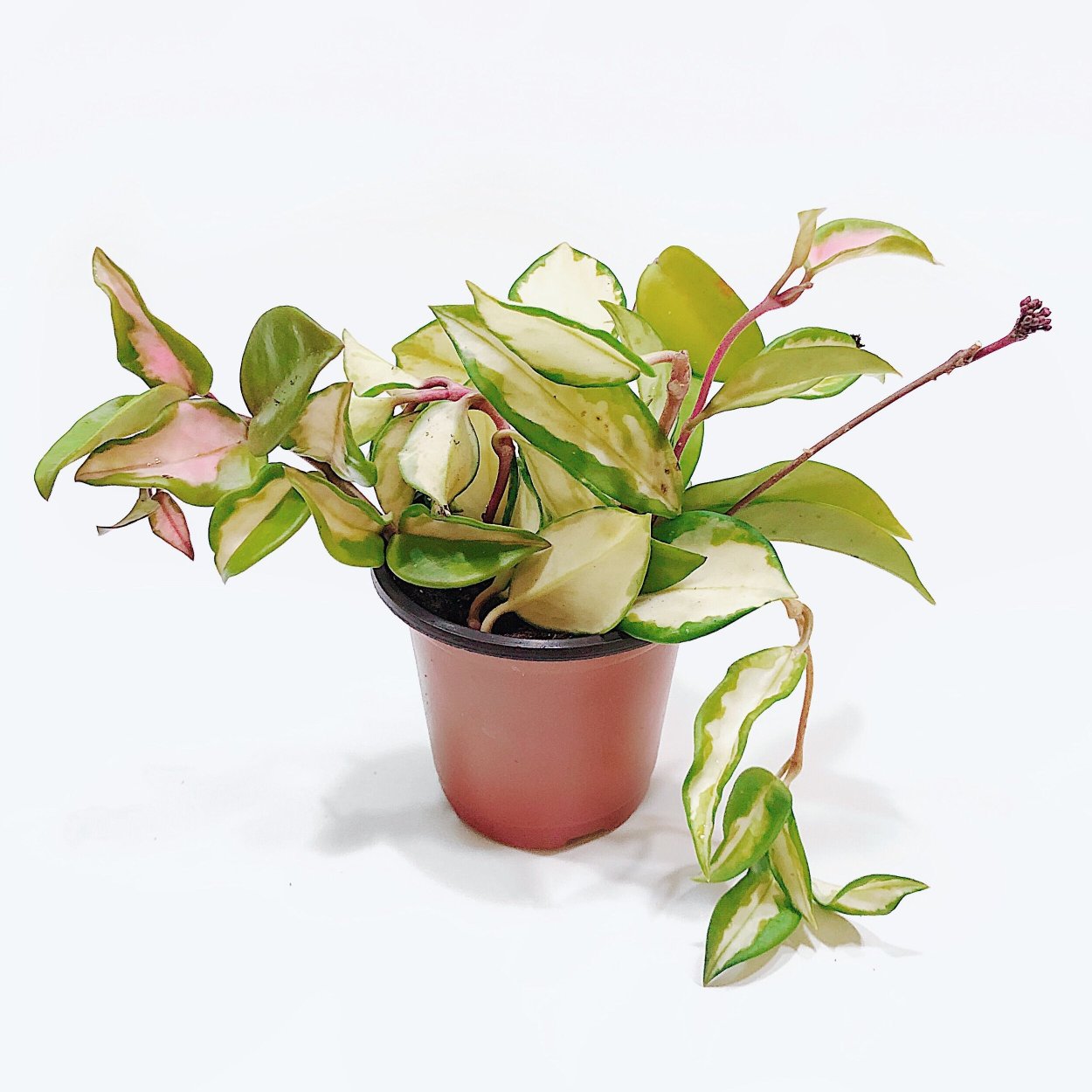 Hoya Krimson Princess