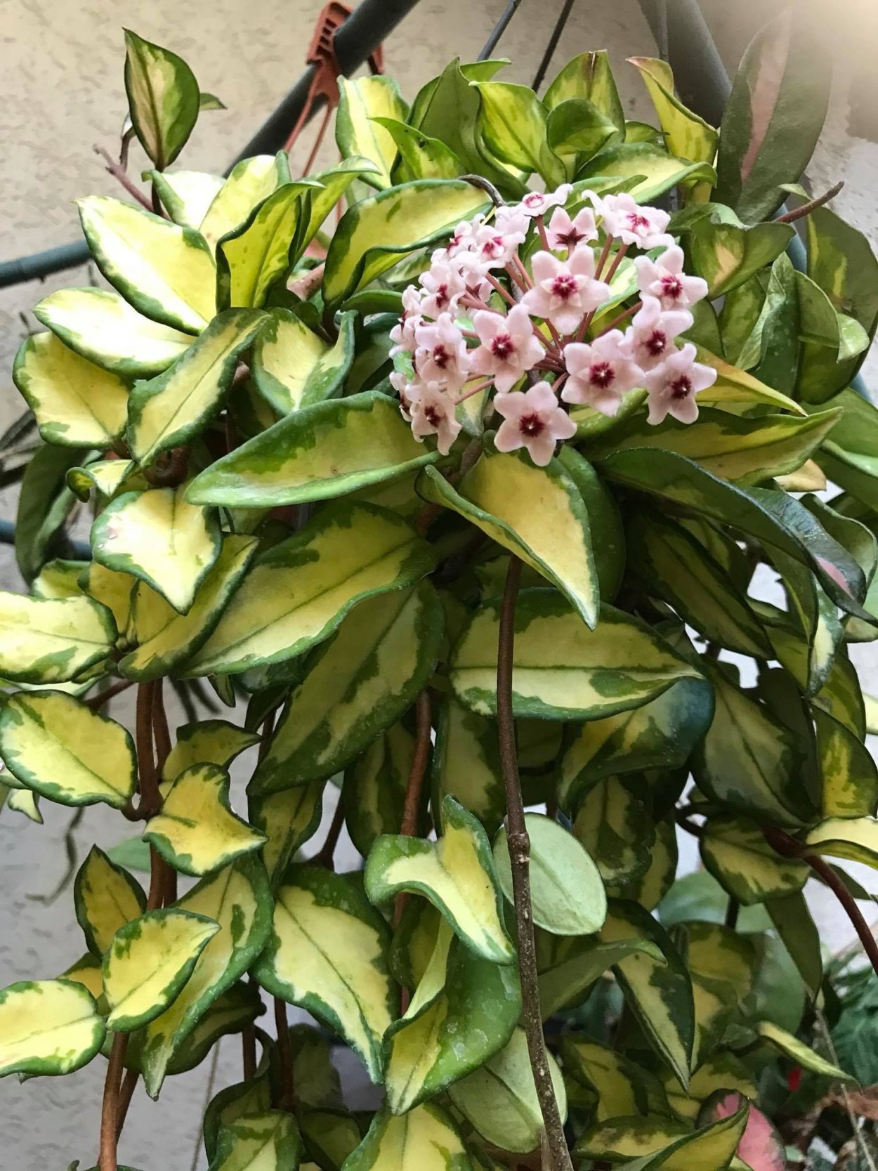 Хойя Карноза (Krimson Princess)