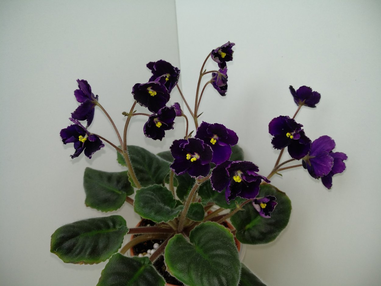 Mac’s Black Pearl (g.MCDONALD). Фиалка
