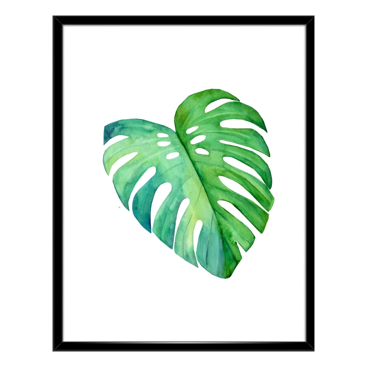 Monstera spruceana