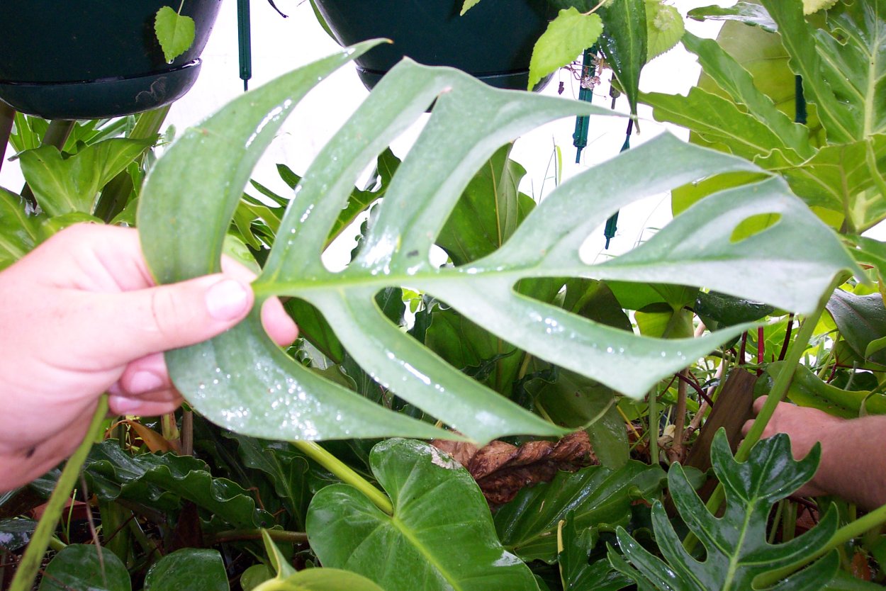 Монстера Сильвер Блю