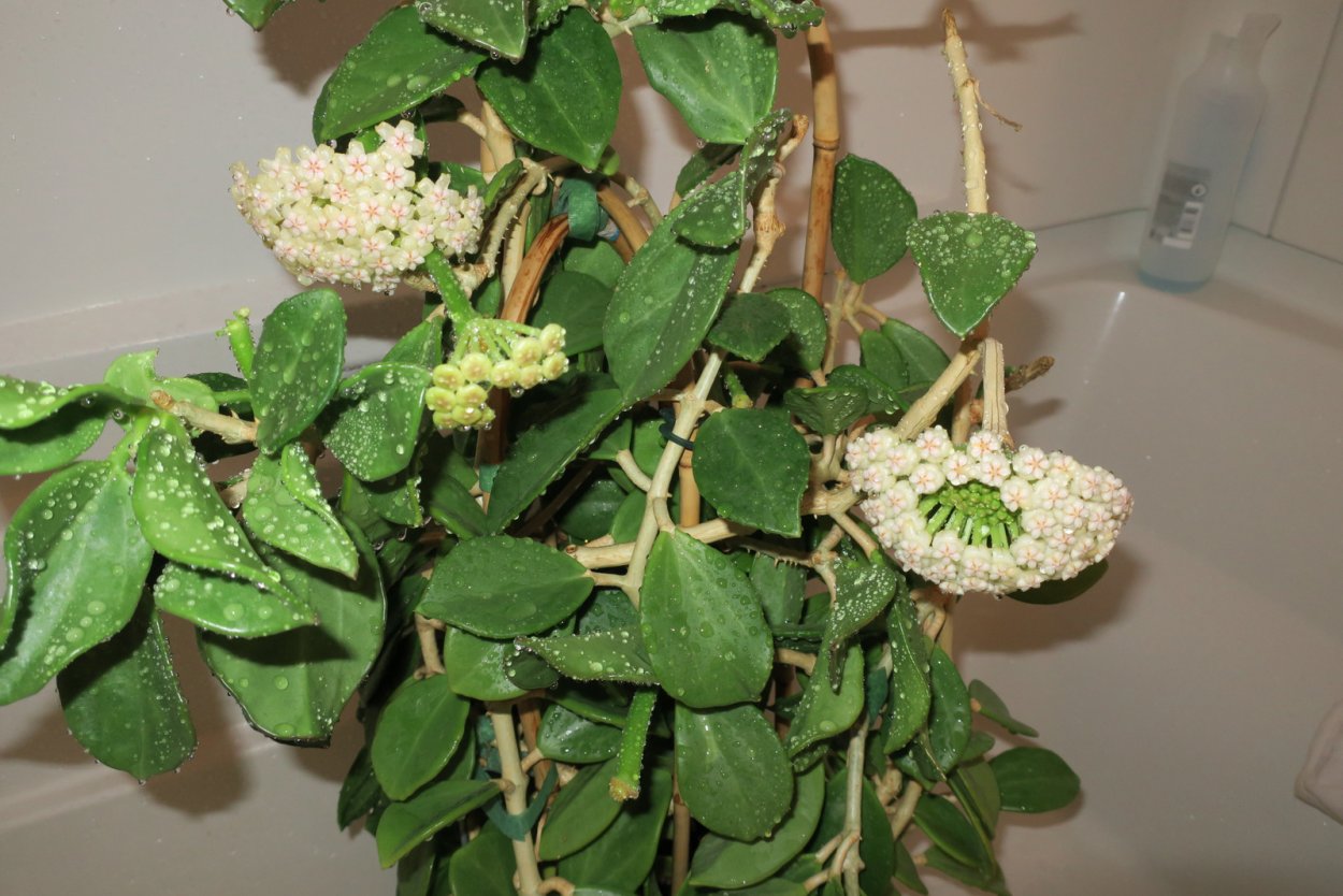 Хойя pachyclada White