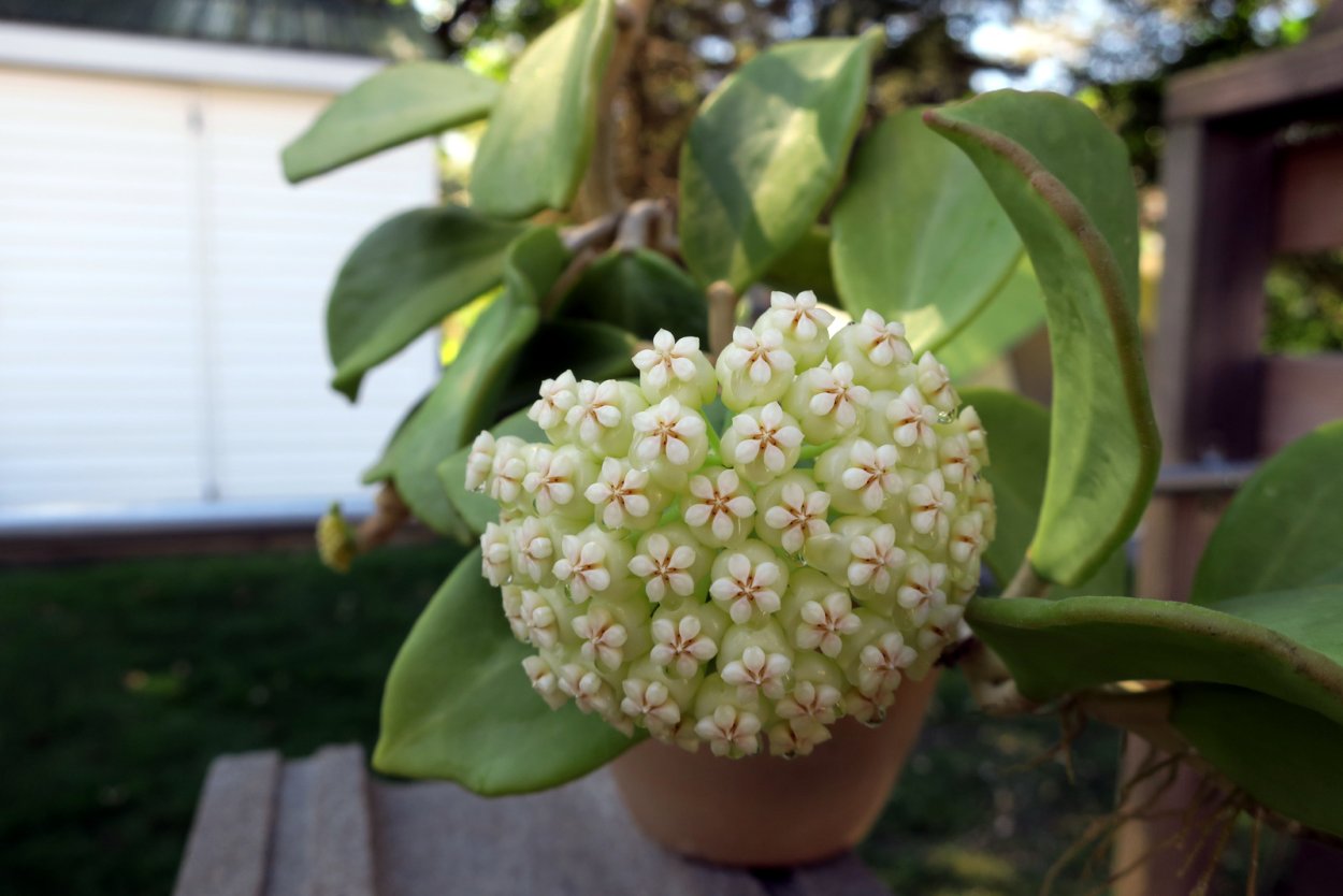 "Hoya pachyclada Хойя пахиклада"
