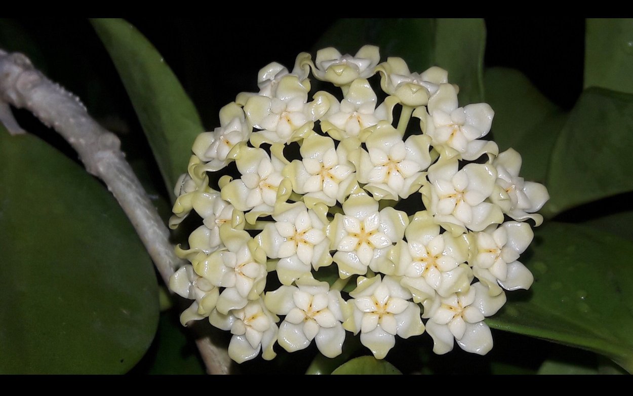 Hoya pachyclada variegata