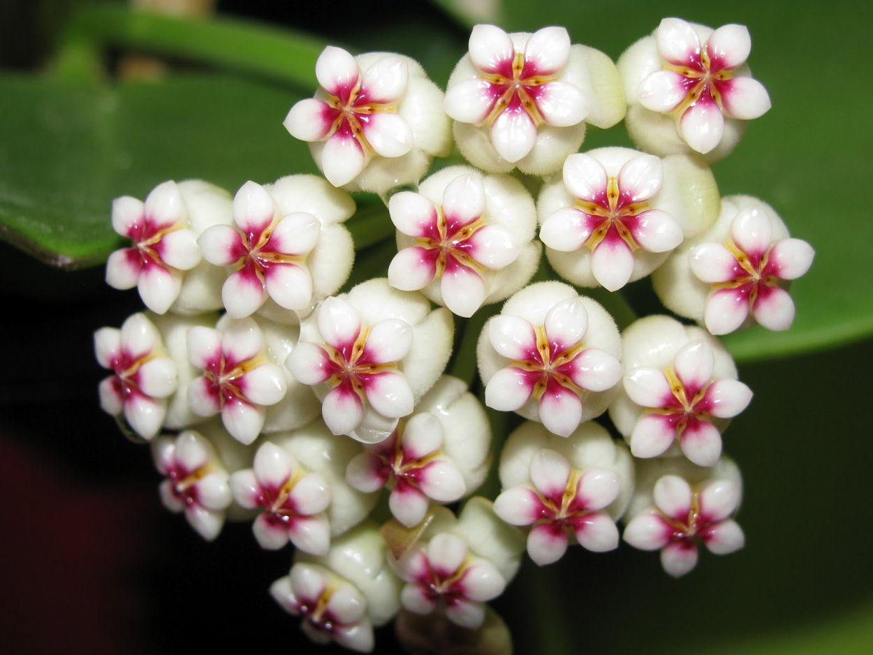 Хойя pachyclada Red