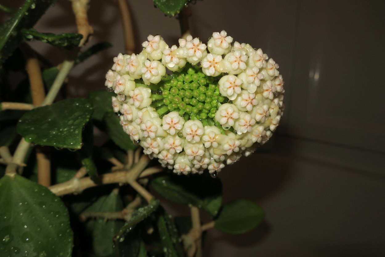 Хойя пахиклада