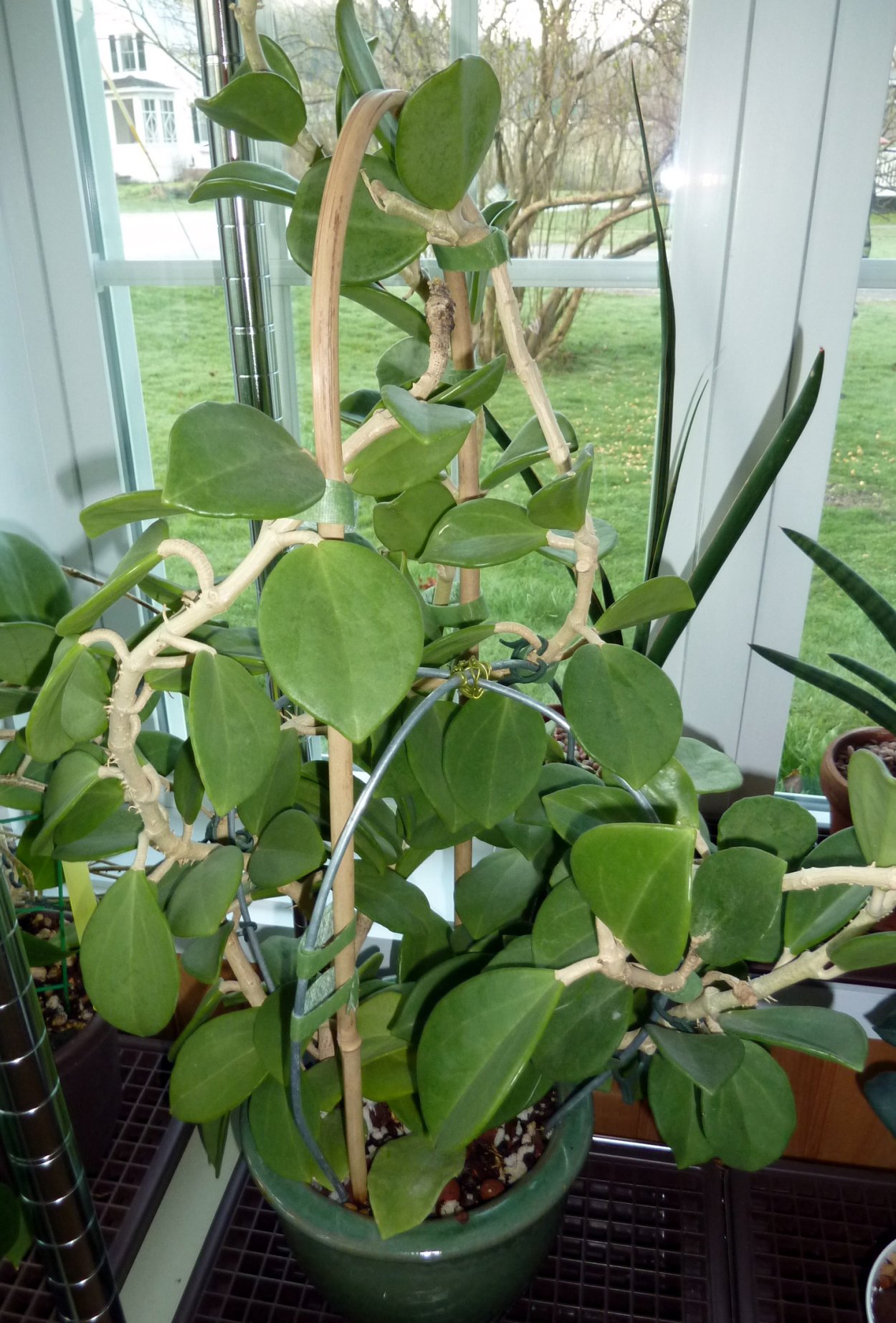 Хойя пахиклада