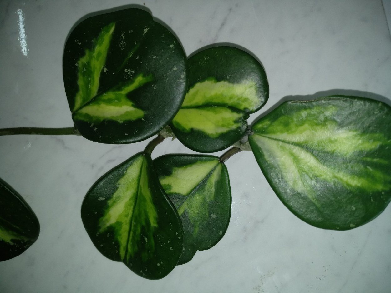 Hoya pachyclada variegata