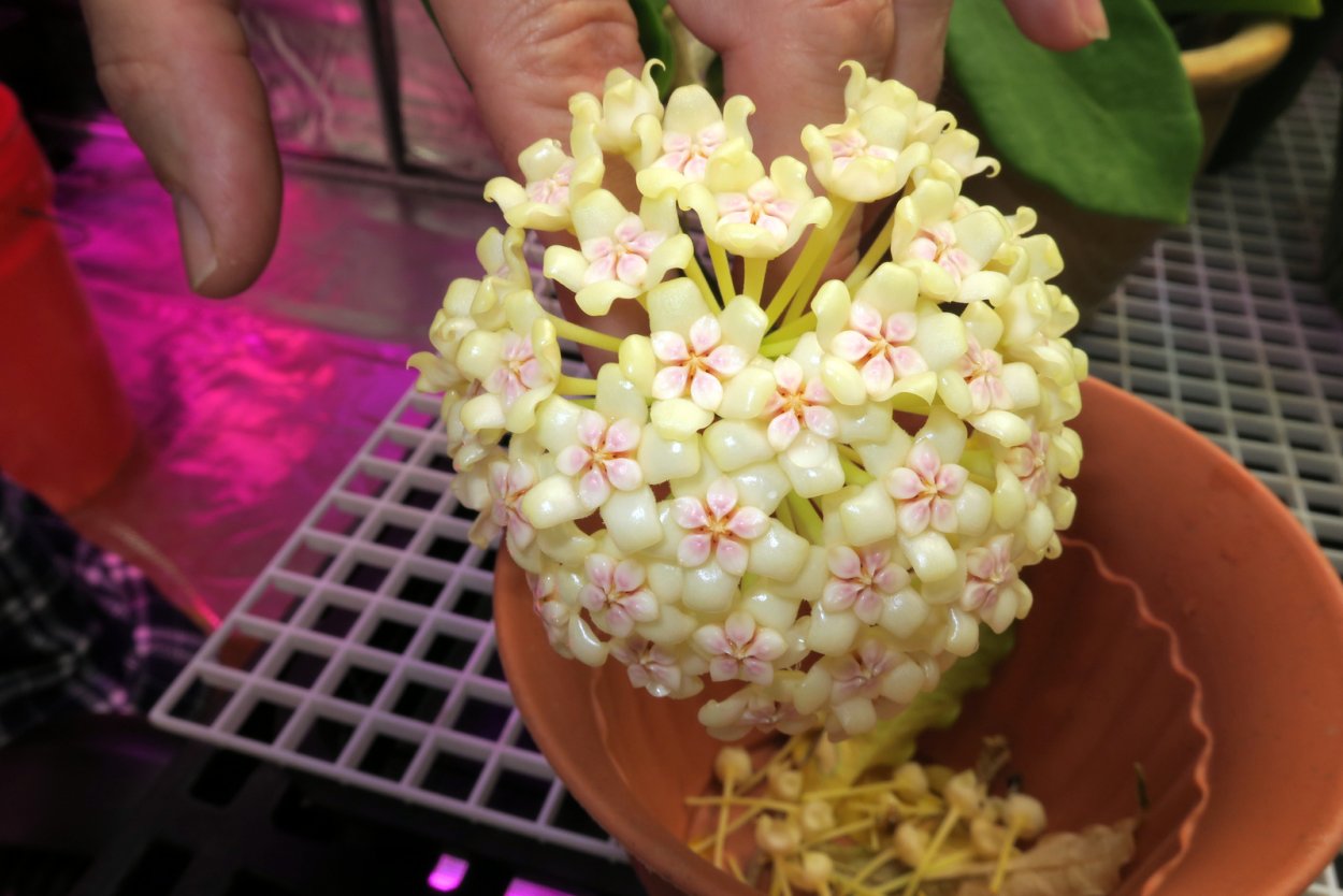 Хойя пахиклада