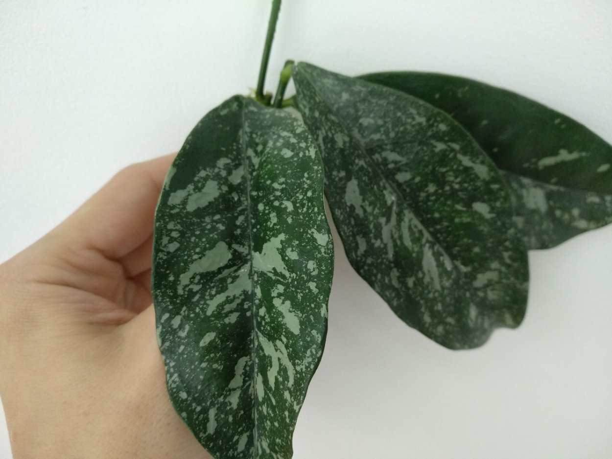 Хойя cystiantha Сплеш