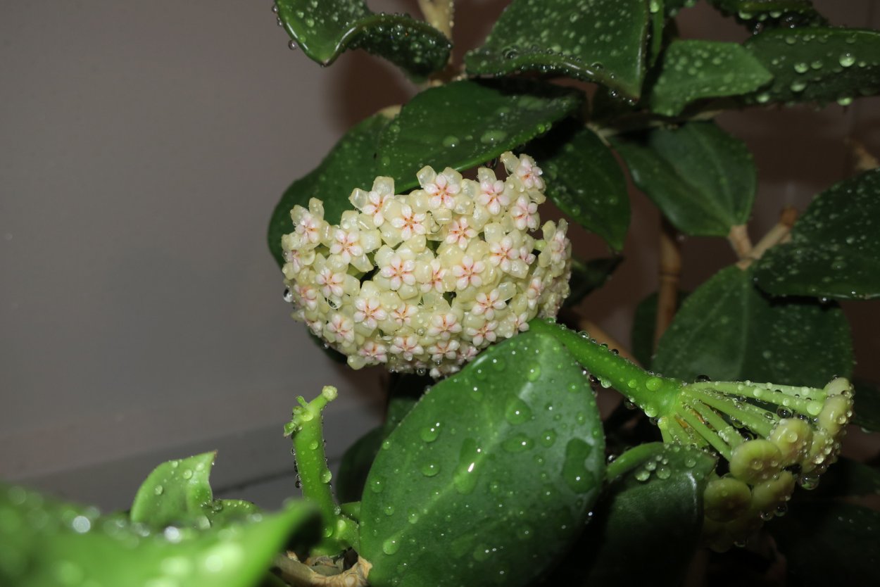 Хойя pachyclada variegata