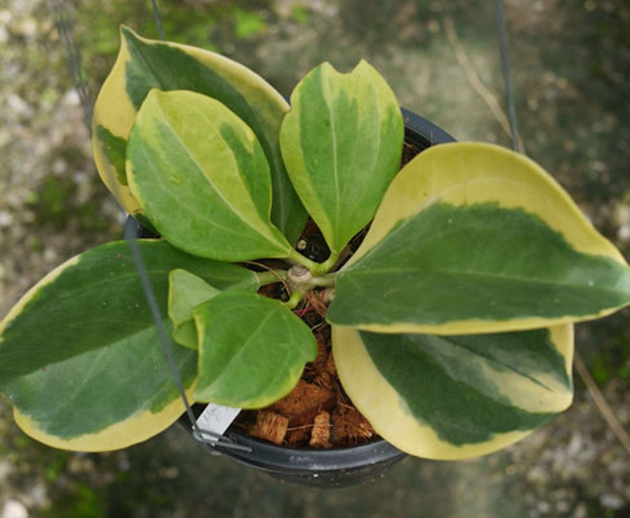 Хойя пахиклада вариегатная