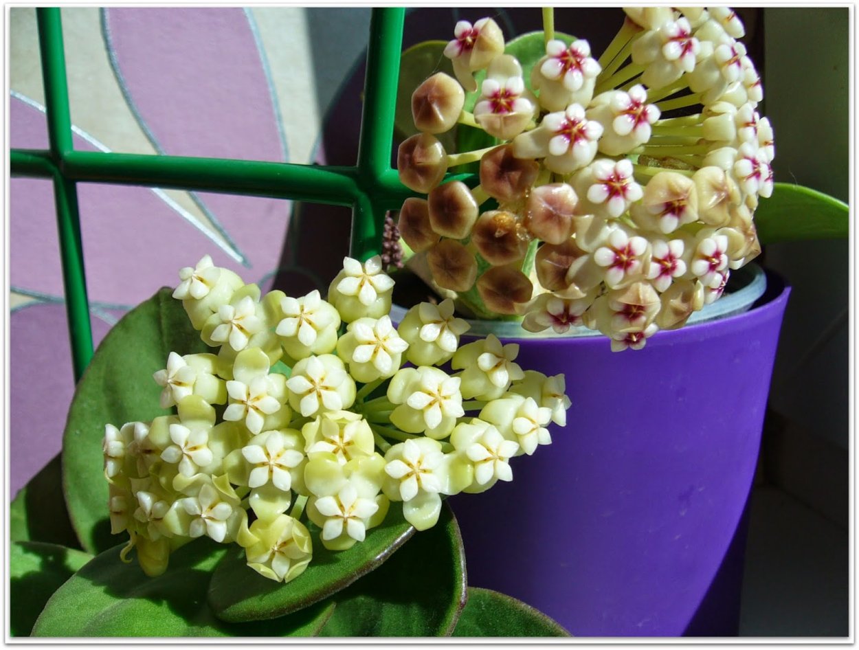 Хойя pachyclada Red