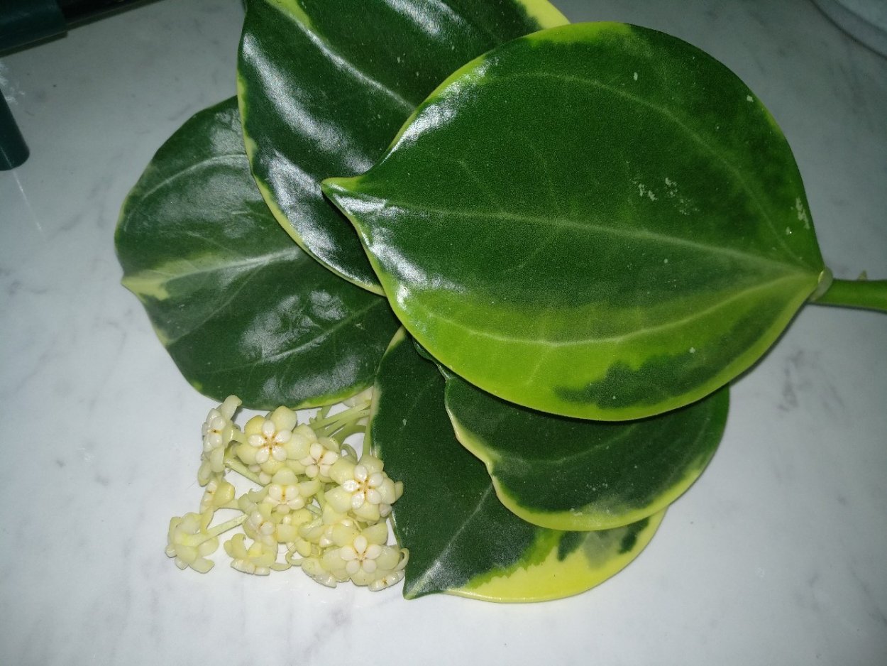 Хойя пахиклада вариегатная