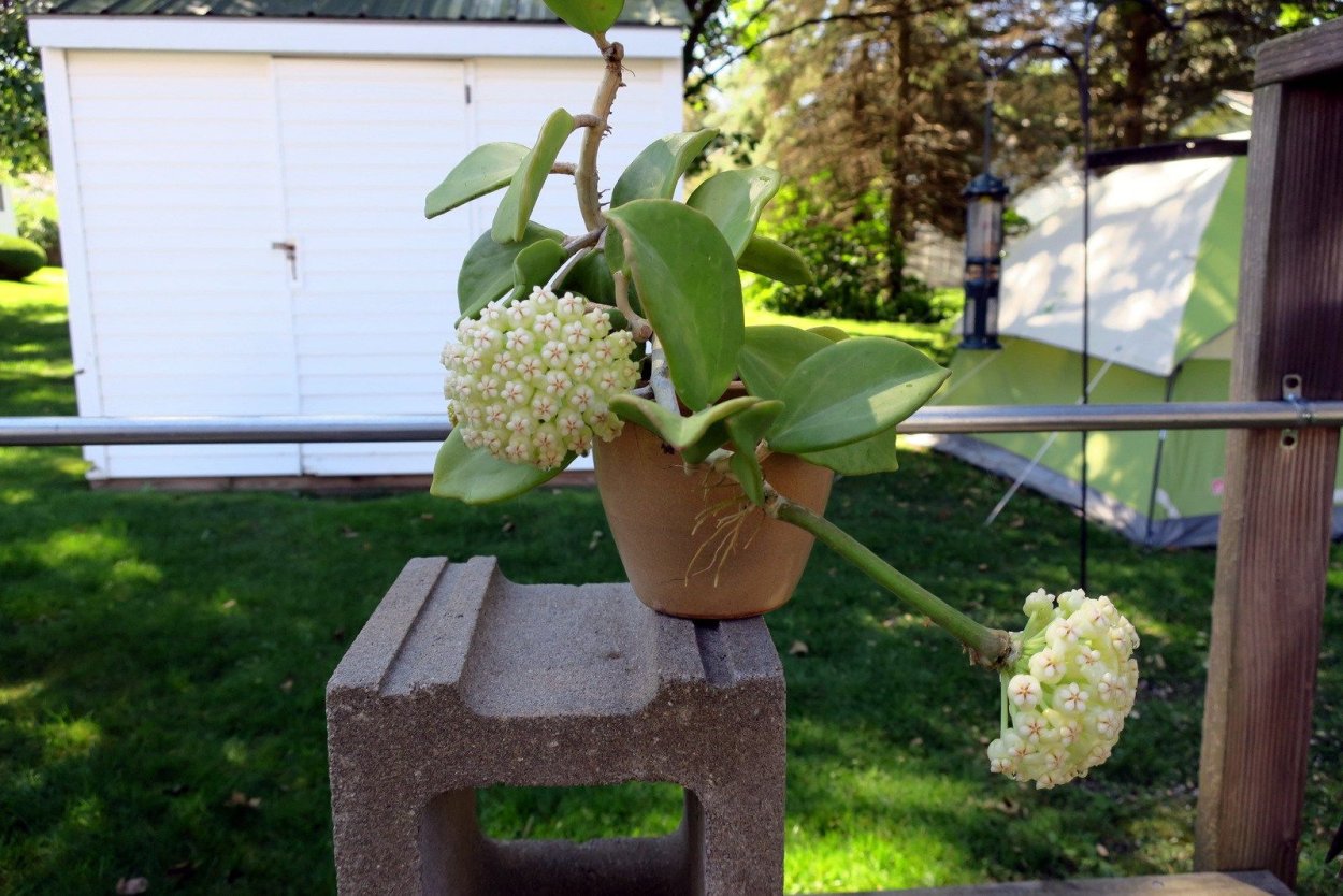 Хойя субквинтуплинервис