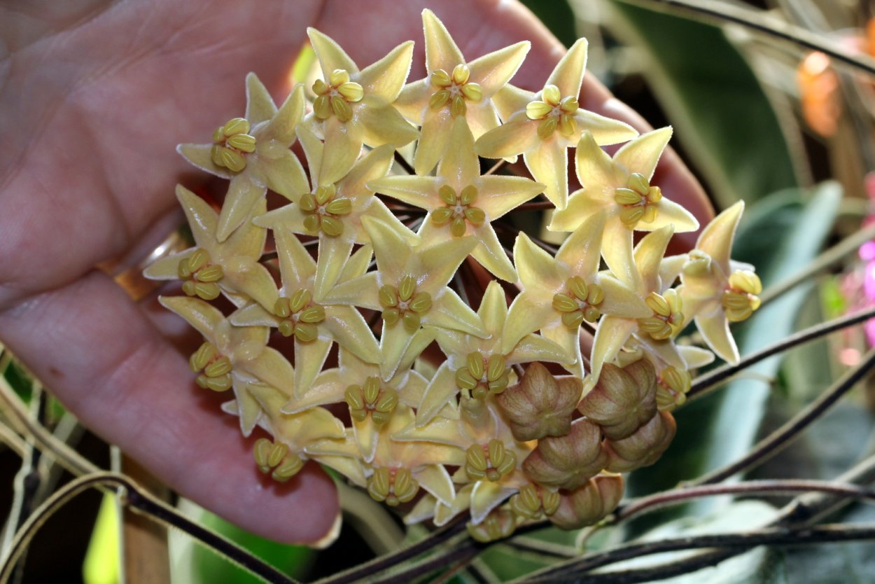 Хойя Hoya hypolasia