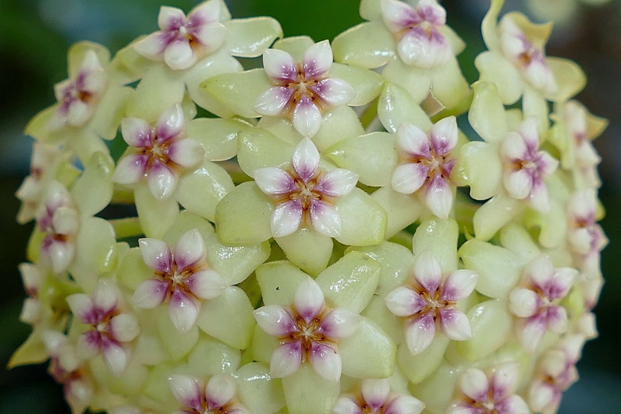Хойя nelinae