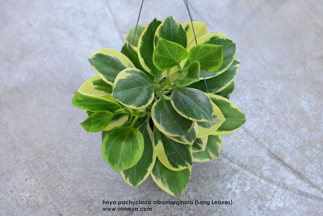 Хойя пахиклада Альбомаргината