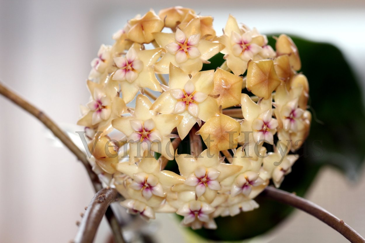 Хойя SP 22 Khao Yai big Leaf