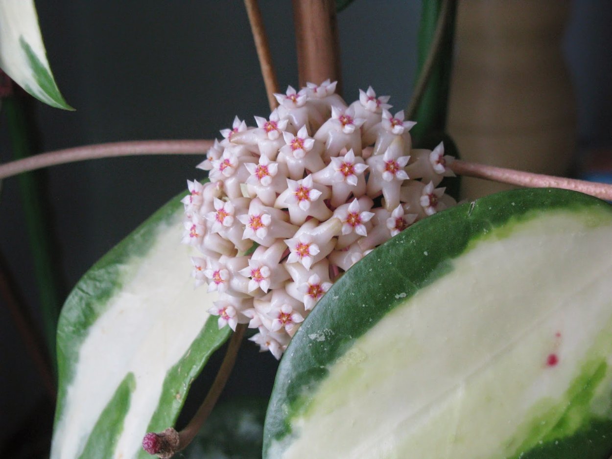 Hoya parasitica variegata