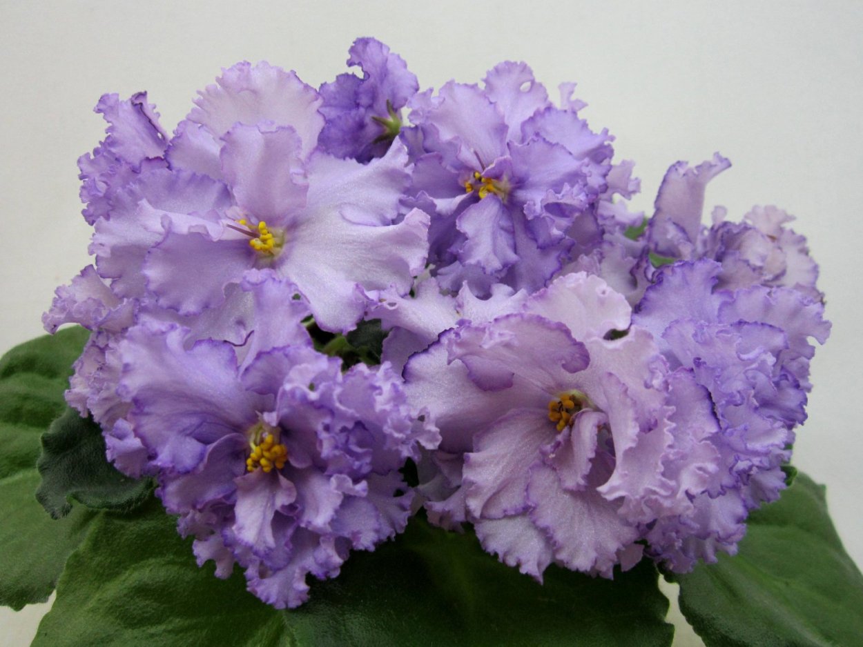 Фиалка Ле Мелисса