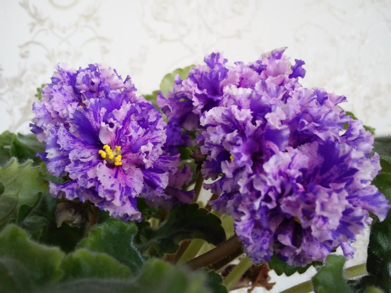 Фиалка Ле Линда