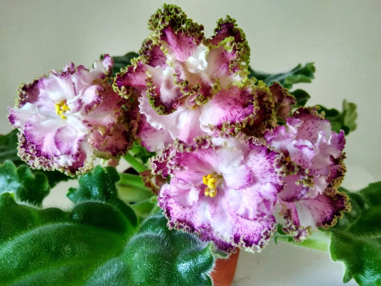 Фиалка Ле Энигма