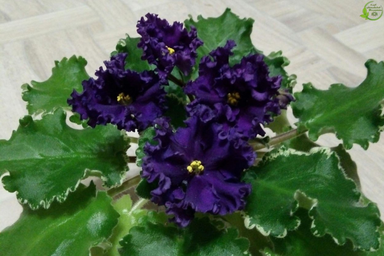 Фиалка Тристан