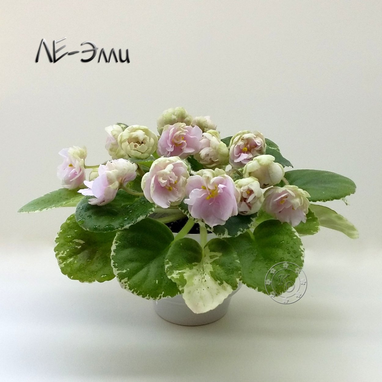 Фиалка Элли