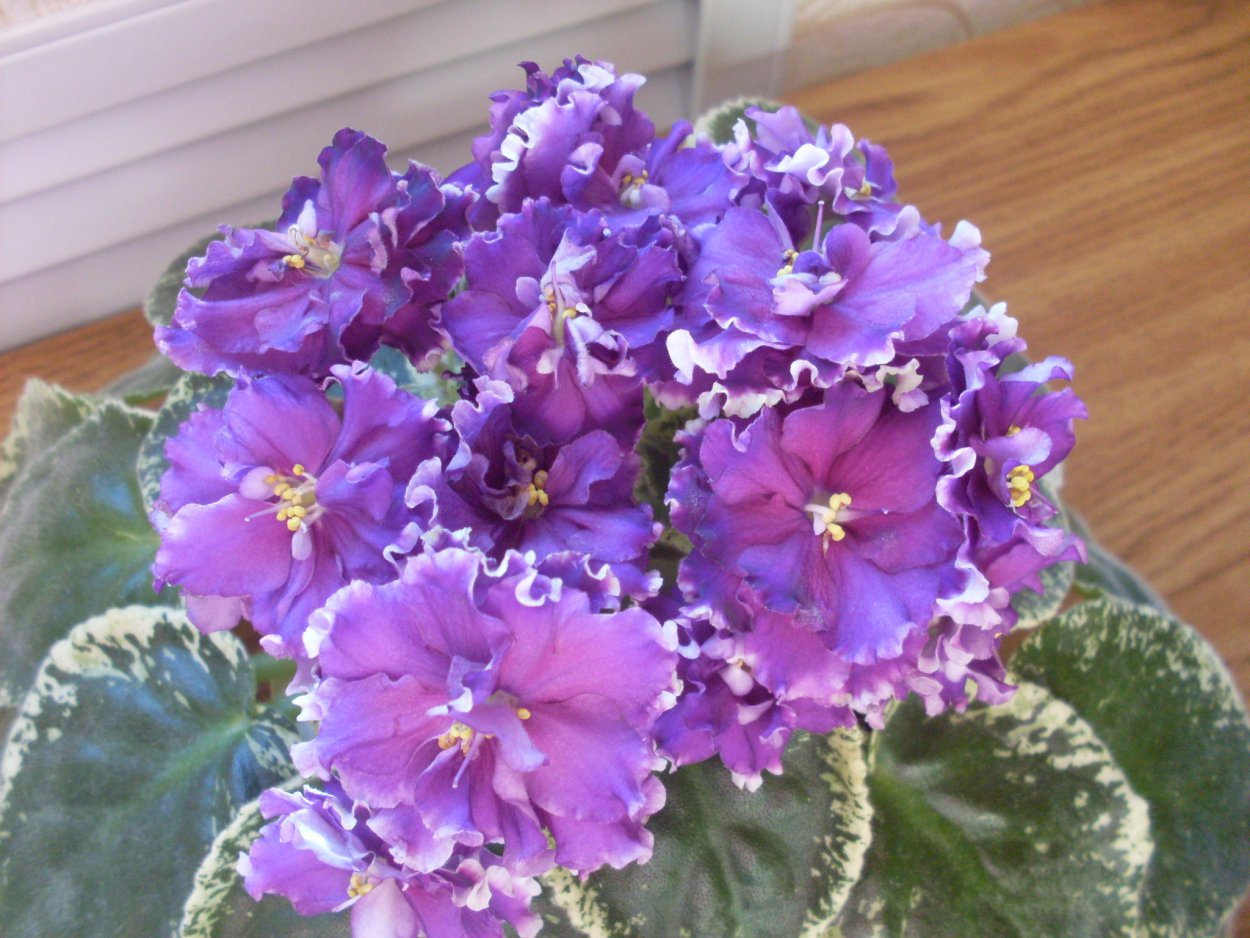 Фиалка Ле визит