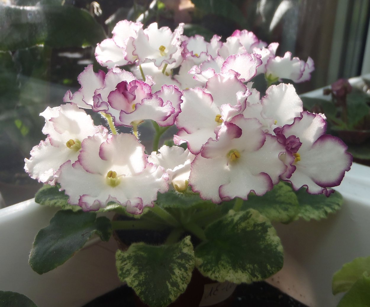 Фиалка Ле Соня