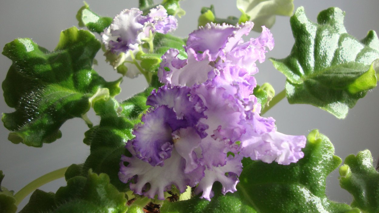 Фиалка сорт снежный Барс