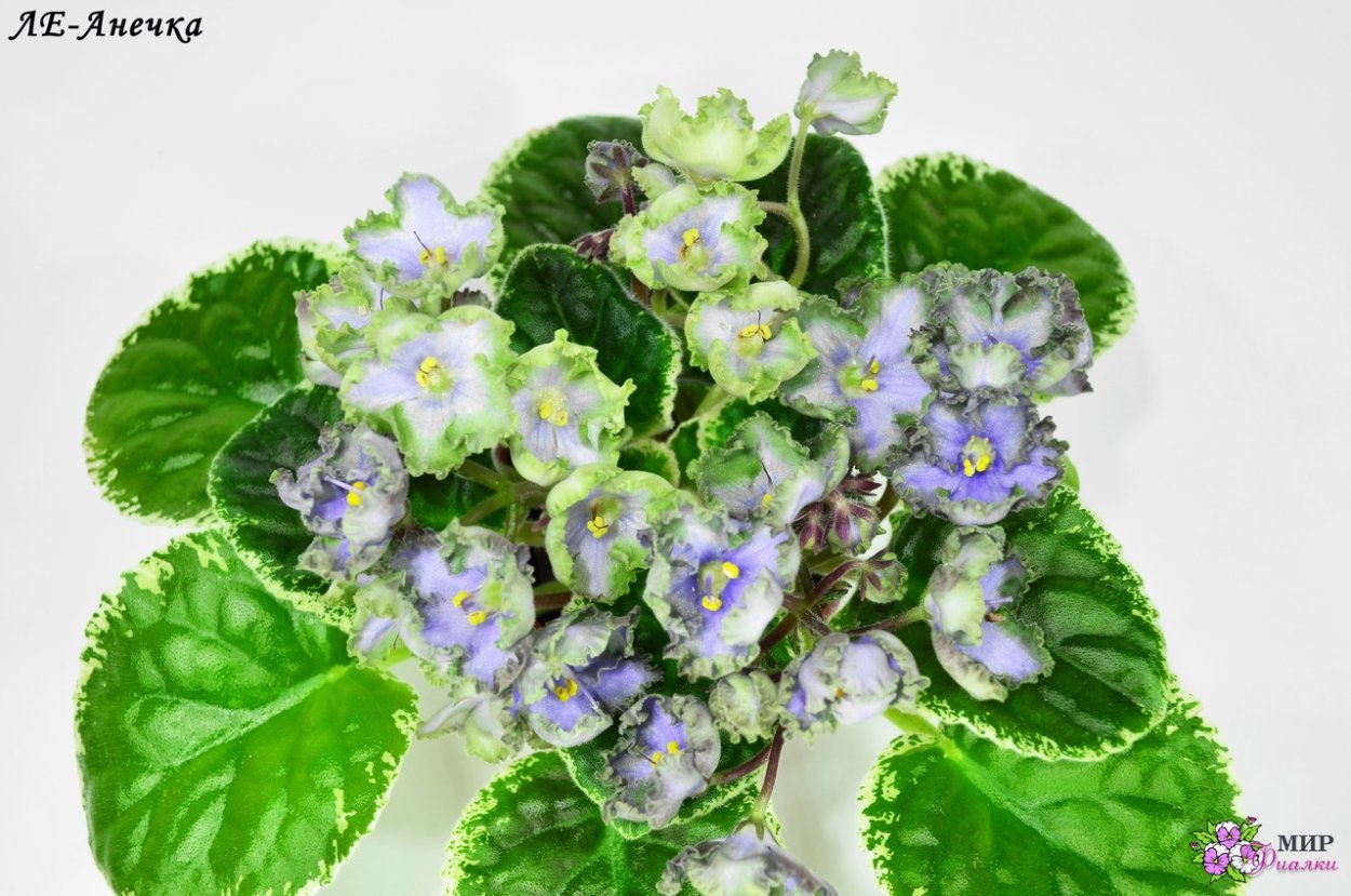Фиалка Ле Анечка